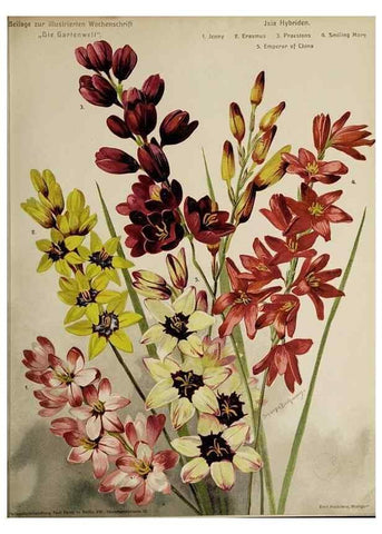 Reproducción/Reproduction 49684095741: Die Gartenwelt.. Berlin :G. Schmidt,[1897-. 