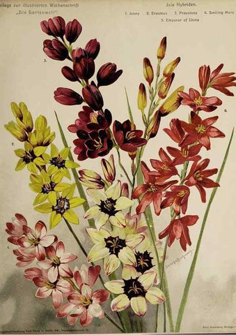 Reproducción/Reproduction 49684095741: Die Gartenwelt.. Berlin :G. Schmidt,[1897-. 