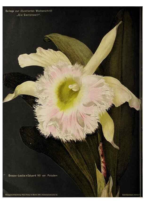 Reproducción/Reproduction 49683556358: Die Gartenwelt.. Berlin :G. Schmidt,[1897-. 