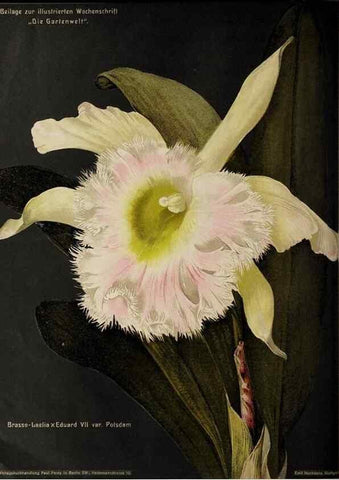 Reproducción/Reproduction 49683556358: Die Gartenwelt.. Berlin :G. Schmidt,[1897-. 