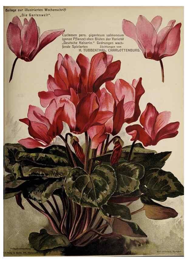 Reproducción/Reproduction 49684096286: Die Gartenwelt.. Berlin :G. Schmidt,[1897-. 