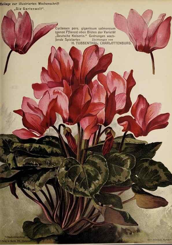 Reproducción/Reproduction 49684096286: Die Gartenwelt.. Berlin :G. Schmidt,[1897-. 