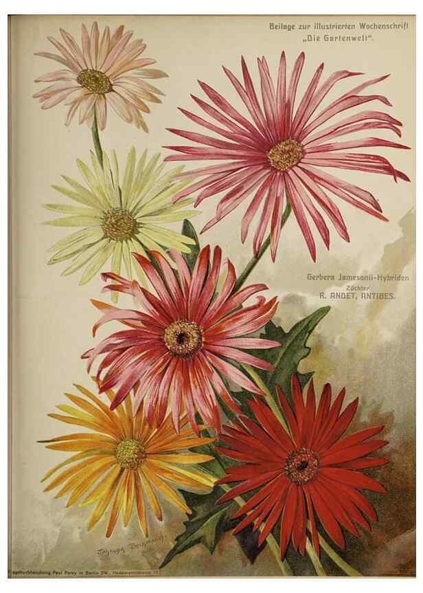 Reproducción/Reproduction 49684096616: Die Gartenwelt.. Berlin :G. Schmidt,[1897-. 