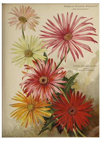 Reproducción/Reproduction 49684096616: Die Gartenwelt.. Berlin :G. Schmidt,[1897-. 