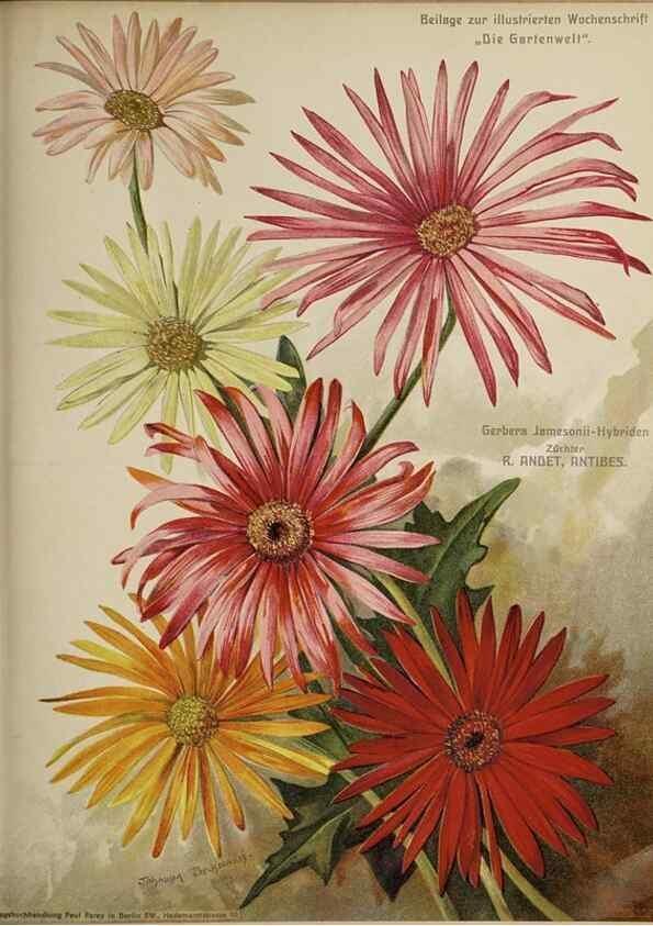 Reproducción/Reproduction 49684096616: Die Gartenwelt.. Berlin :G. Schmidt,[1897-. 