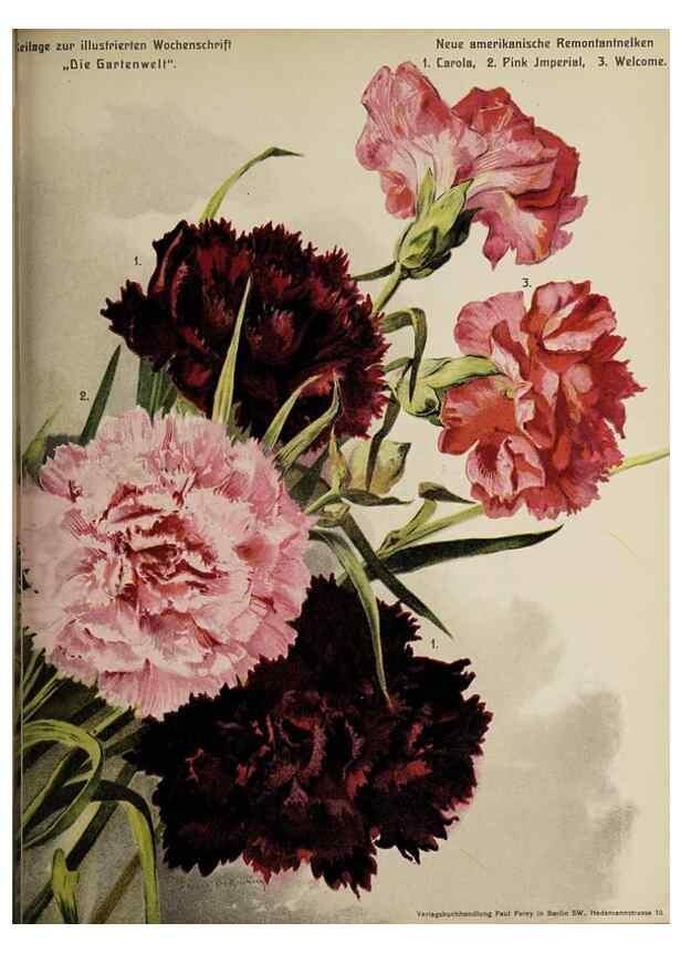 Reproducción/Reproduction 49684097276: Die Gartenwelt.. Berlin :G. Schmidt,[1897-. 