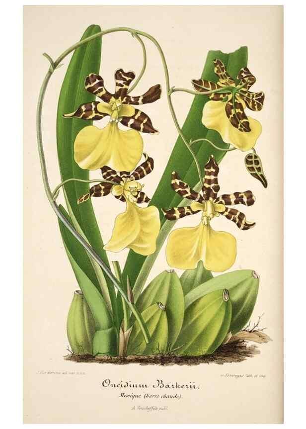 Reproducción/Reproduction 49683614323: L'Illustration horticole :. Gand, Belgium :Imprimerie et lithographie de F. et E. Gyselnyck,1854-1896.. 