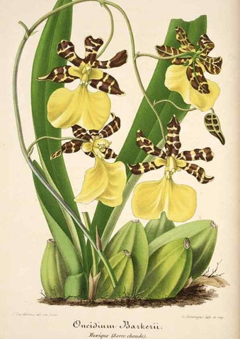 Reproducción/Reproduction 49683614323: L'Illustration horticole :. Gand, Belgium :Imprimerie et lithographie de F. et E. Gyselnyck,1854-1896.. 