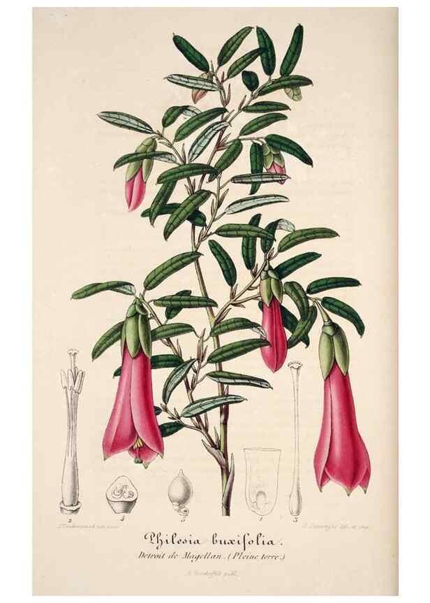 Reproducción/Reproduction 49683614543: L'Illustration horticole :. Gand, Belgium :Imprimerie et lithographie de F. et E. Gyselnyck,1854-1896.. 