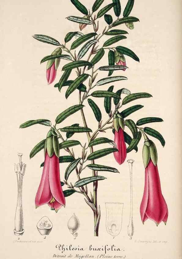 Reproducción/Reproduction 49683614543: L'Illustration horticole :. Gand, Belgium :Imprimerie et lithographie de F. et E. Gyselnyck,1854-1896.. 
