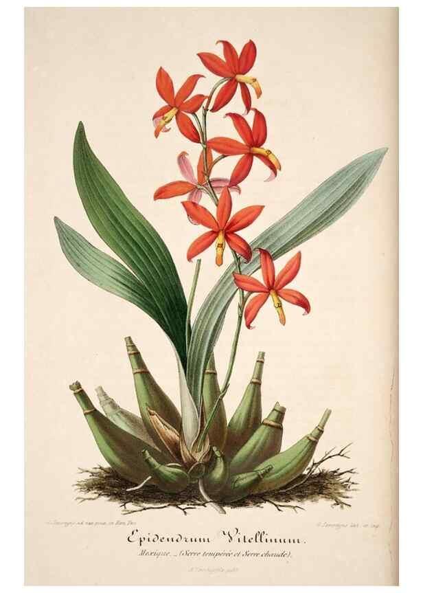 Reproducción/Reproduction 49684155221: L'Illustration horticole :. Gand, Belgium :Imprimerie et lithographie de F. et E. Gyselnyck,1854-1896.. 