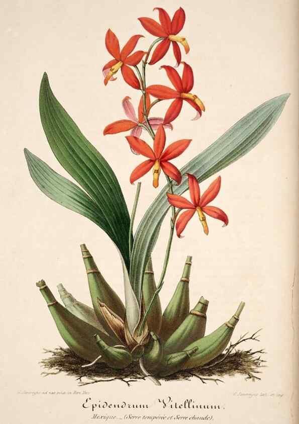 Reproducción/Reproduction 49684155221: L'Illustration horticole :. Gand, Belgium :Imprimerie et lithographie de F. et E. Gyselnyck,1854-1896.. 