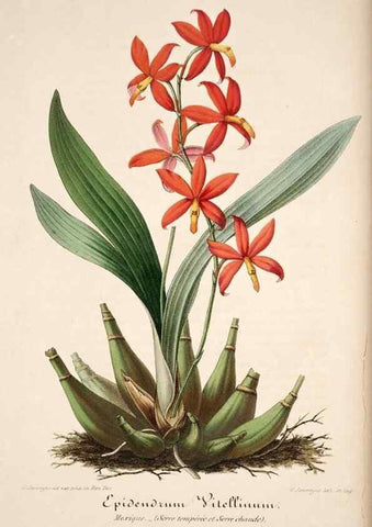 Reproducción/Reproduction 49684155221: L'Illustration horticole :. Gand, Belgium :Imprimerie et lithographie de F. et E. Gyselnyck,1854-1896.. 