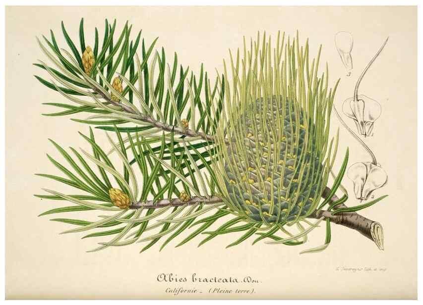 Reproducción/Reproduction 49684155481: L'Illustration horticole :. Gand, Belgium :Imprimerie et lithographie de F. et E. Gyselnyck,1854-1896.. 