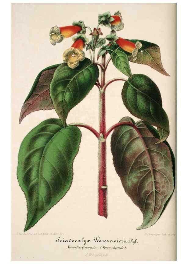 Reproducción/Reproduction 49684155876: L'Illustration horticole :. Gand, Belgium :Imprimerie et lithographie de F. et E. Gyselnyck,1854-1896.. 
