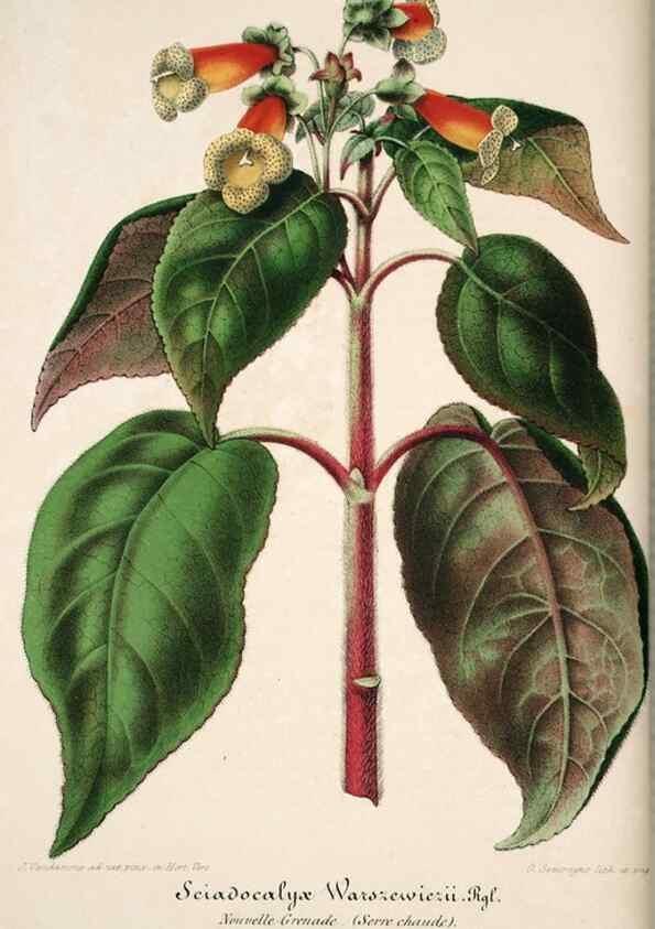 Reproducción/Reproduction 49684155876: L'Illustration horticole :. Gand, Belgium :Imprimerie et lithographie de F. et E. Gyselnyck,1854-1896.. 