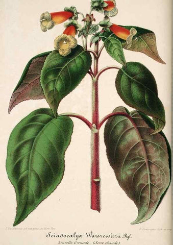 Reproducción/Reproduction 49684155876: L'Illustration horticole :. Gand, Belgium :Imprimerie et lithographie de F. et E. Gyselnyck,1854-1896.. 