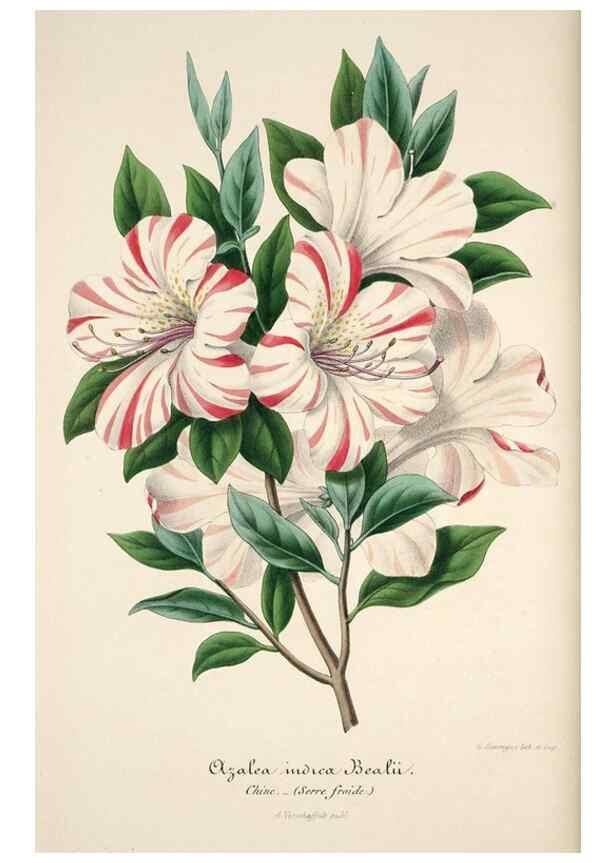 Reproducción/Reproduction 49684156196: L'Illustration horticole :. Gand, Belgium :Imprimerie et lithographie de F. et E. Gyselnyck,1854-1896.. 