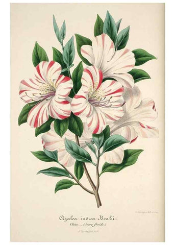 Reproducción/Reproduction 49684156196: L'Illustration horticole :. Gand, Belgium :Imprimerie et lithographie de F. et E. Gyselnyck,1854-1896.. 
