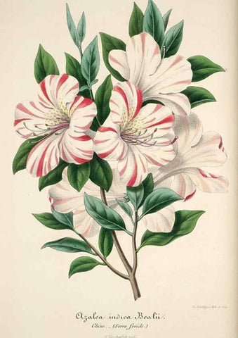 Reproducción/Reproduction 49684156196: L'Illustration horticole :. Gand, Belgium :Imprimerie et lithographie de F. et E. Gyselnyck,1854-1896.. 