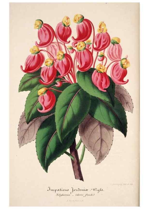 Reproducción/Reproduction 49684156476: L'Illustration horticole :. Gand, Belgium :Imprimerie et lithographie de F. et E. Gyselnyck,1854-1896.. 