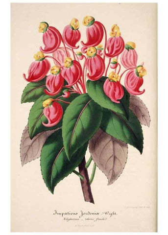 Reproducción/Reproduction 49684156476: L'Illustration horticole :. Gand, Belgium :Imprimerie et lithographie de F. et E. Gyselnyck,1854-1896.. 