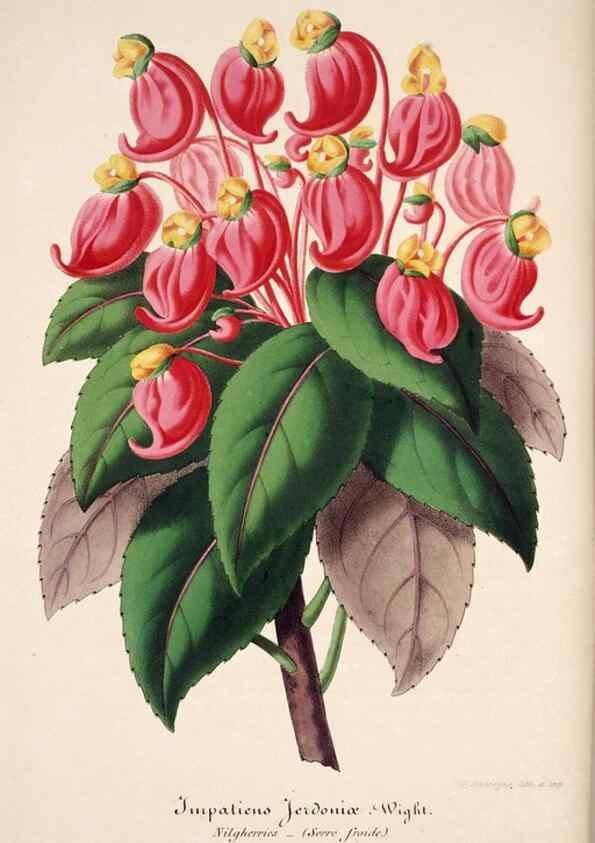 Reproducción/Reproduction 49684156476: L'Illustration horticole :. Gand, Belgium :Imprimerie et lithographie de F. et E. Gyselnyck,1854-1896.. 