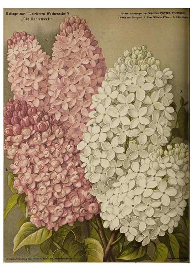 Reproducción/Reproduction 49684094521: Die Gartenwelt.. Berlin :G. Schmidt,[1897-. 