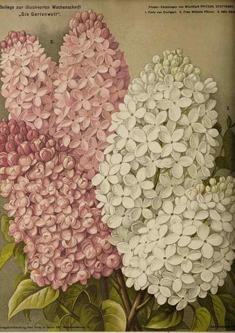 Reproducción/Reproduction 49684094521: Die Gartenwelt.. Berlin :G. Schmidt,[1897-. 
