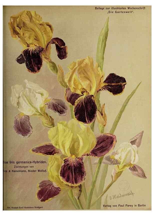 Reproducción/Reproduction 49684094206: Die Gartenwelt.. Berlin :G. Schmidt,[1897-. 