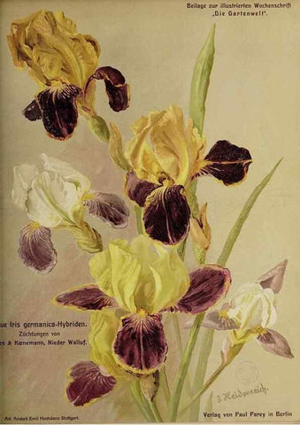 Reproducción/Reproduction 49684094206: Die Gartenwelt.. Berlin :G. Schmidt,[1897-. 