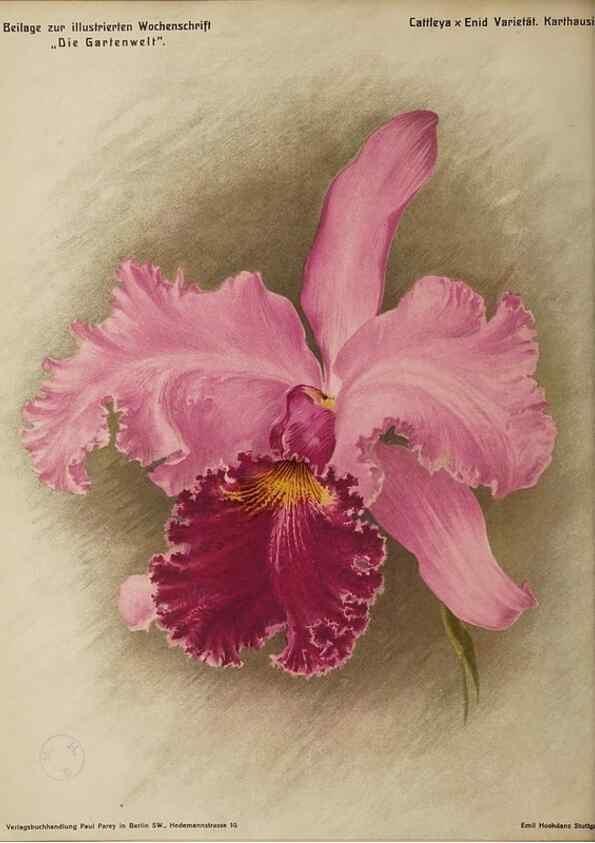 Reproducción/Reproduction 49684386932: Die Gartenwelt.. Berlin :G. Schmidt,[1897-. 