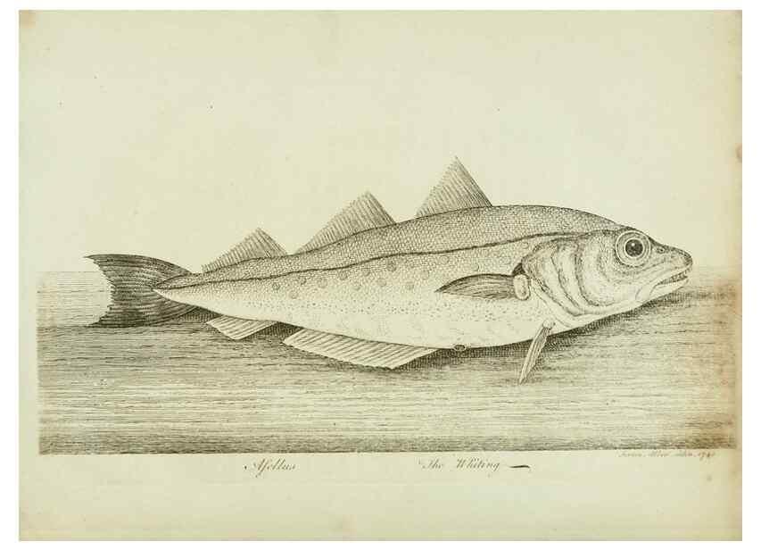 Reproducción/Reproduction 49680604371: The history of esculent fish. London :Printed for Edward Jeffery ..., Robert Faulder ..., J. Cuthell, and J. Deighton ... J. Walker ..., Hamilton and Co.,1794.. 