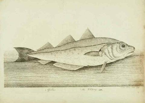 Reproducción/Reproduction 49680604371: The history of esculent fish. London :Printed for Edward Jeffery ..., Robert Faulder ..., J. Cuthell, and J. Deighton ... J. Walker ..., Hamilton and Co.,1794.. 