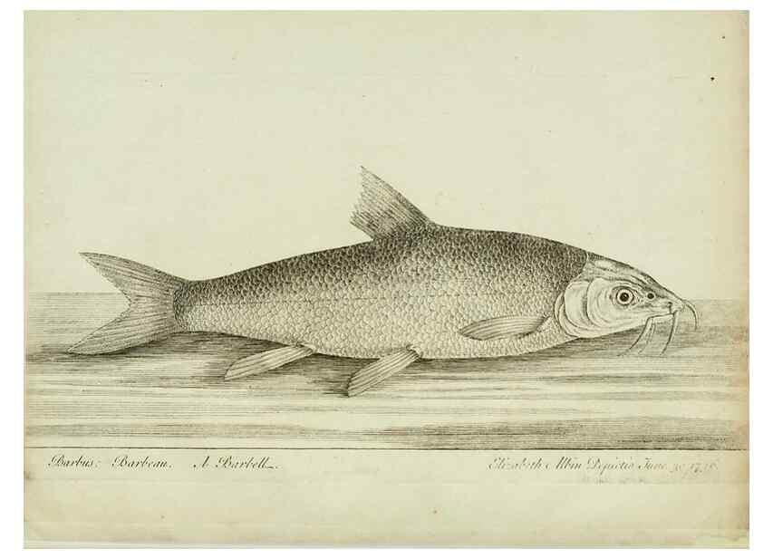 Reproducción/Reproduction 49680068723: The history of esculent fish. London :Printed for Edward Jeffery ..., Robert Faulder ..., J. Cuthell, and J. Deighton ... J. Walker ..., Hamilton and Co.,1794.. 