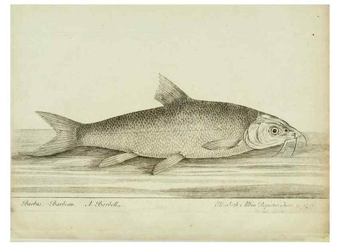 Reproducción/Reproduction 49680068723: The history of esculent fish. London :Printed for Edward Jeffery ..., Robert Faulder ..., J. Cuthell, and J. Deighton ... J. Walker ..., Hamilton and Co.,1794.. 