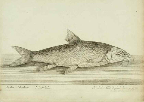Reproducción/Reproduction 49680068723: The history of esculent fish. London :Printed for Edward Jeffery ..., Robert Faulder ..., J. Cuthell, and J. Deighton ... J. Walker ..., Hamilton and Co.,1794.. 