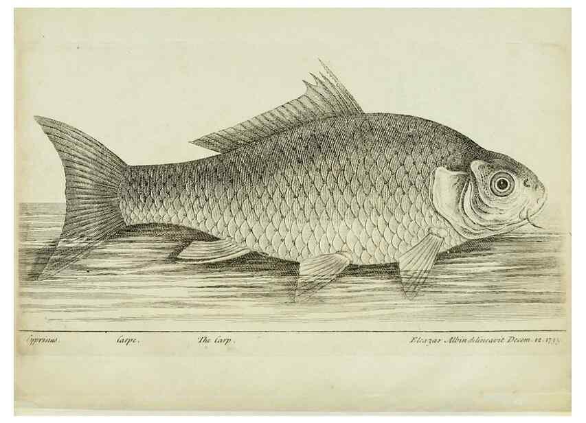 Reproducción/Reproduction 49680891982: The history of esculent fish. London :Printed for Edward Jeffery ..., Robert Faulder ..., J. Cuthell, and J. Deighton ... J. Walker ..., Hamilton and Co.,1794.. 