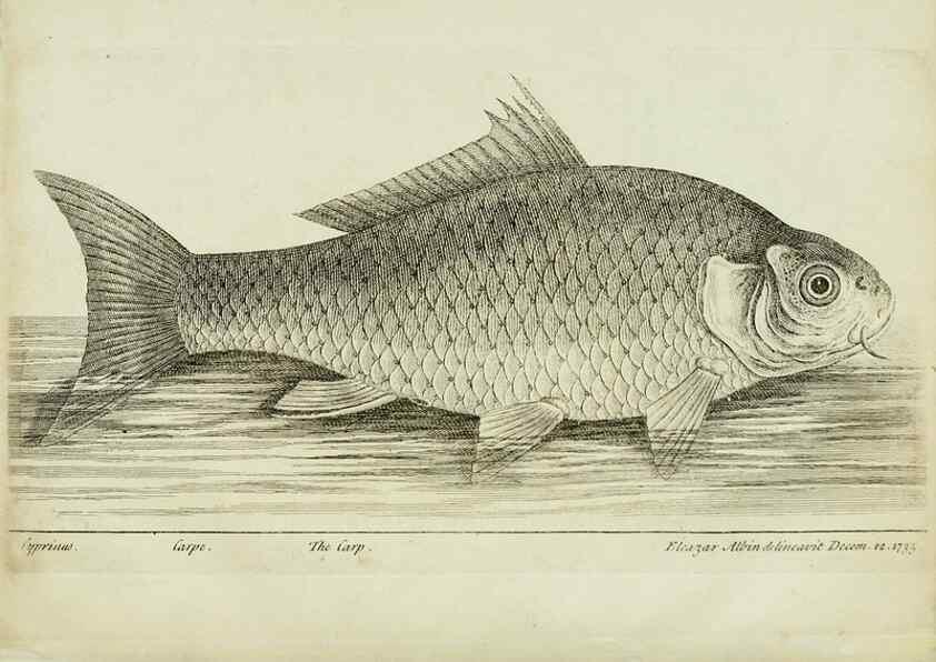 Reproducción/Reproduction 49680891982: The history of esculent fish. London :Printed for Edward Jeffery ..., Robert Faulder ..., J. Cuthell, and J. Deighton ... J. Walker ..., Hamilton and Co.,1794.. 