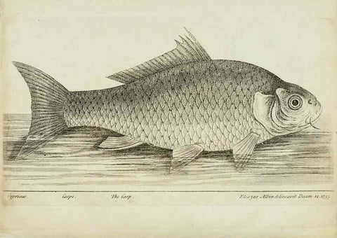 Reproducción/Reproduction 49680891982: The history of esculent fish. London :Printed for Edward Jeffery ..., Robert Faulder ..., J. Cuthell, and J. Deighton ... J. Walker ..., Hamilton and Co.,1794.. 