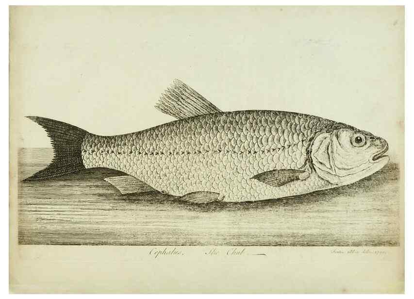 Reproducción/Reproduction 49680892172: The history of esculent fish. London :Printed for Edward Jeffery ..., Robert Faulder ..., J. Cuthell, and J. Deighton ... J. Walker ..., Hamilton and Co.,1794.. 