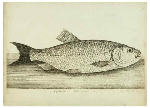 Reproducción/Reproduction 49680892172: The history of esculent fish. London :Printed for Edward Jeffery ..., Robert Faulder ..., J. Cuthell, and J. Deighton ... J. Walker ..., Hamilton and Co.,1794.. 