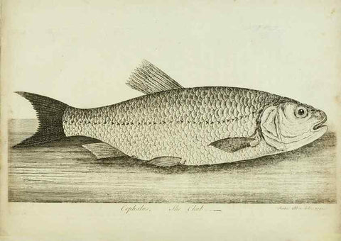 Reproducción/Reproduction 49680892172: The history of esculent fish. London :Printed for Edward Jeffery ..., Robert Faulder ..., J. Cuthell, and J. Deighton ... J. Walker ..., Hamilton and Co.,1794.. 