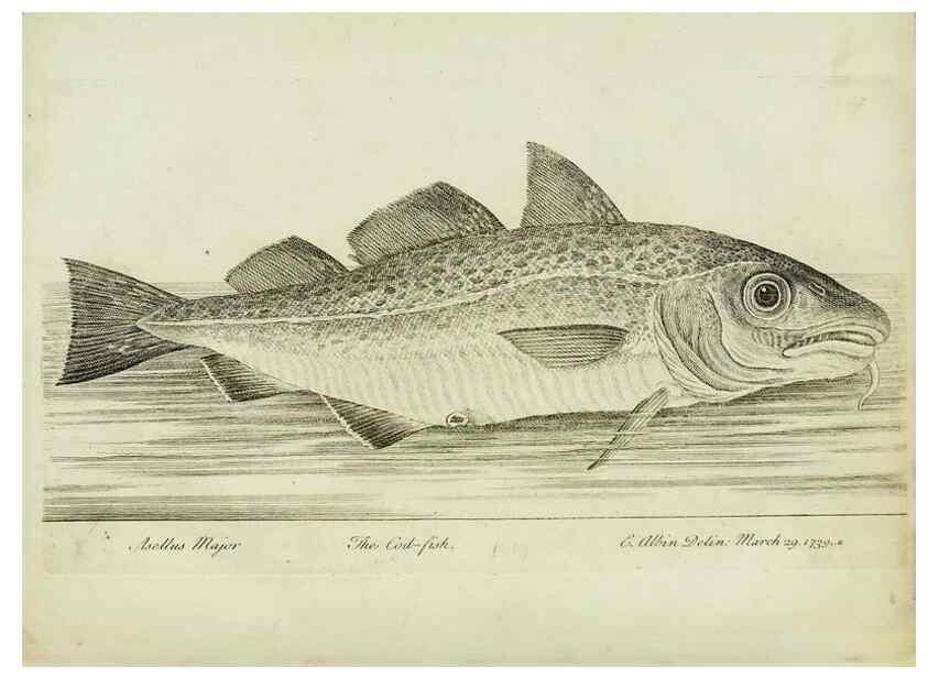 Reproducción/Reproduction 49680892402: The history of esculent fish. London :Printed for Edward Jeffery ..., Robert Faulder ..., J. Cuthell, and J. Deighton ... J. Walker ..., Hamilton and Co.,1794.. 