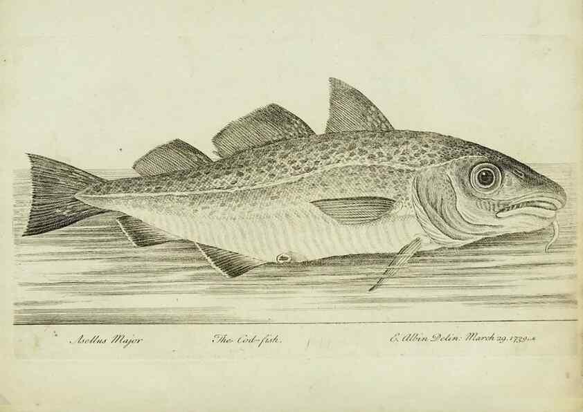 Reproducción/Reproduction 49680892402: The history of esculent fish. London :Printed for Edward Jeffery ..., Robert Faulder ..., J. Cuthell, and J. Deighton ... J. Walker ..., Hamilton and Co.,1794.. 
