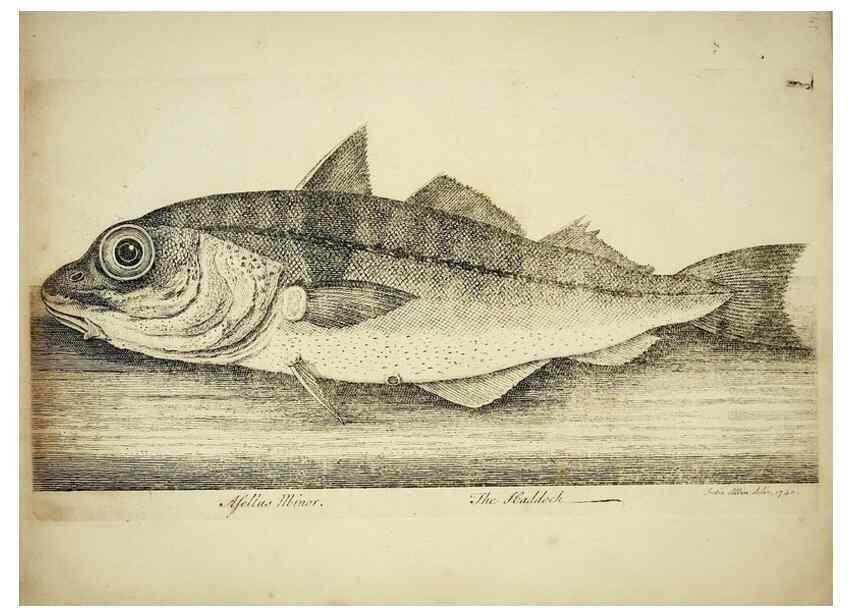 Reproducción/Reproduction 49680892757: The history of esculent fish. London :Printed for Edward Jeffery ..., Robert Faulder ..., J. Cuthell, and J. Deighton ... J. Walker ..., Hamilton and Co.,1794.. 