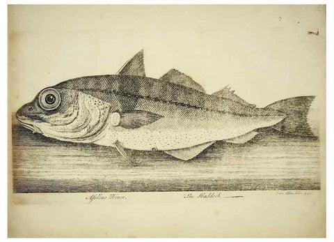 Reproducción/Reproduction 49680892757: The history of esculent fish. London :Printed for Edward Jeffery ..., Robert Faulder ..., J. Cuthell, and J. Deighton ... J. Walker ..., Hamilton and Co.,1794.. 