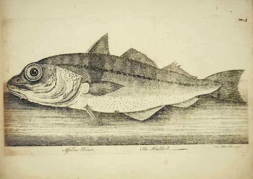 Reproducción/Reproduction 49680892757: The history of esculent fish. London :Printed for Edward Jeffery ..., Robert Faulder ..., J. Cuthell, and J. Deighton ... J. Walker ..., Hamilton and Co.,1794.. 