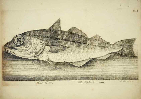 Reproducción/Reproduction 49680892757: The history of esculent fish. London :Printed for Edward Jeffery ..., Robert Faulder ..., J. Cuthell, and J. Deighton ... J. Walker ..., Hamilton and Co.,1794.. 
