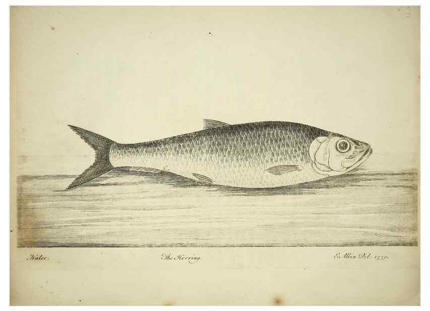 Reproducción/Reproduction 49680069898: The history of esculent fish. London :Printed for Edward Jeffery ..., Robert Faulder ..., J. Cuthell, and J. Deighton ... J. Walker ..., Hamilton and Co.,1794.. 